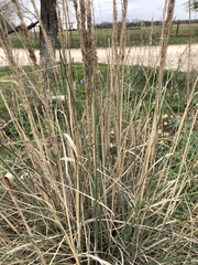 Muhlenbergia lindheimeri