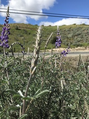 Lupinus paynei