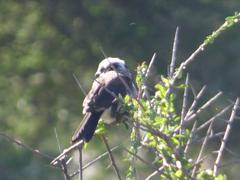 Eurocephalus ruppelli