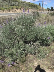 Lupinus paynei