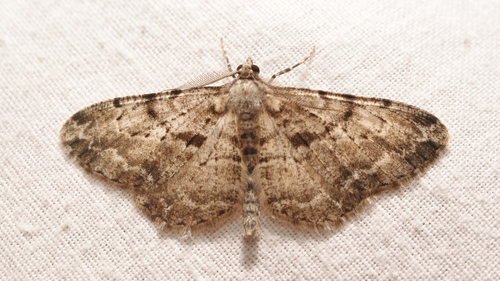 Representative image of Peribatodes perversaria