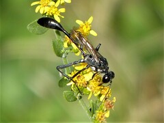 Eremnophila
