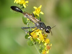 Eremnophila