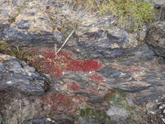 Mesembryanthemum nodiflorum