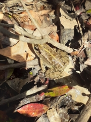 Pelophylax bedriagae