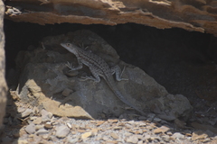 Microlophus theresiae