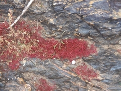 Mesembryanthemum nodiflorum