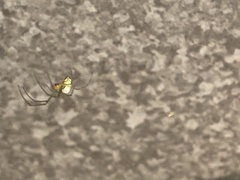 Leucauge argyrobapta