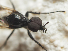 Bibioninae