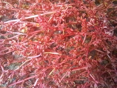 Mesembryanthemum nodiflorum