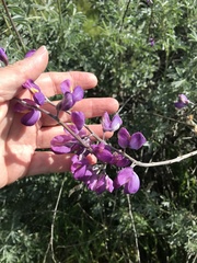 Lupinus paynei