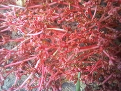 Mesembryanthemum nodiflorum