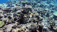 Chlorurus japanensis