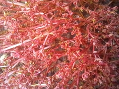 Mesembryanthemum nodiflorum