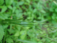 Festuca subverticillata