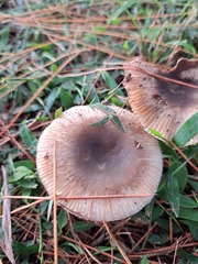 Russula amoenolens