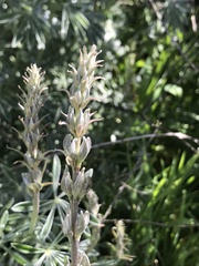 Lupinus paynei