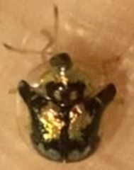 Deloyala guttata
