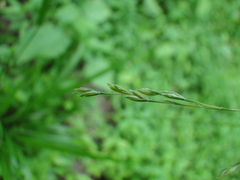 Festuca subverticillata