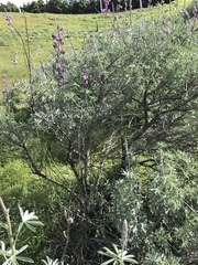 Lupinus paynei