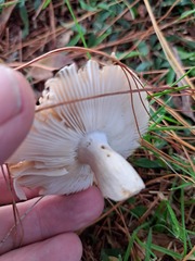 Russula amoenolens