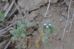 Glandularia quadrangulata