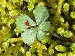 Potentilla canadensis