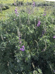Lupinus paynei