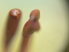 Potentilla canadensis