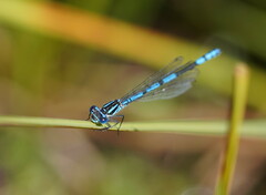 Austrocoenagrion lyelli