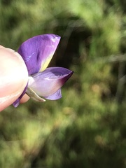 Lupinus paynei