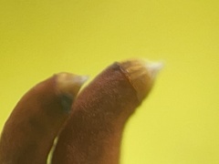 Potentilla canadensis