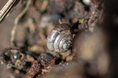 Euconulus fulvus