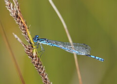 Austrocoenagrion lyelli