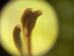 Potentilla canadensis