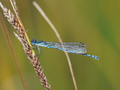 Austrocoenagrion lyelli