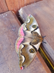 Polythysana rubrescens