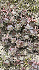 Sedum ternatum