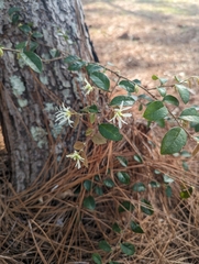 Loropetalum chinense
