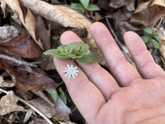 Stellaria pubera