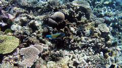 Chlorurus japanensis