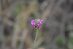 Dalea emarginata