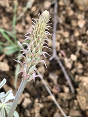 Lupinus albifrons