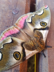 Polythysana rubrescens