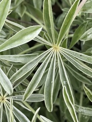 Lupinus albifrons