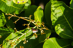 Synapte lutulenta