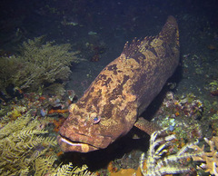 Epinephelus fuscoguttatus