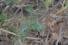 Dalea emarginata