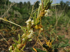 Cuscuta pentagona