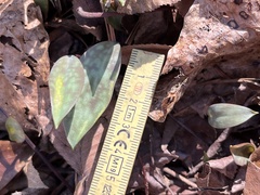 Erythronium americanum
